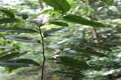 Diospyros bourdillonii